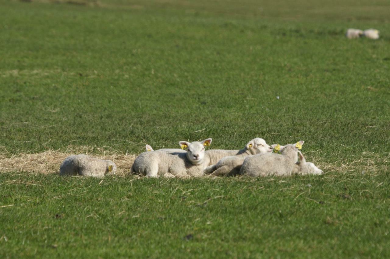 Duinpark De Robbenjager De Cocksdorp (Texel) Bagian luar foto